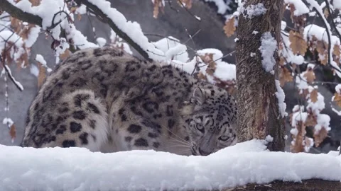 Snow leopard in the middle of winter. 4K Footage Stock Footage 245866649