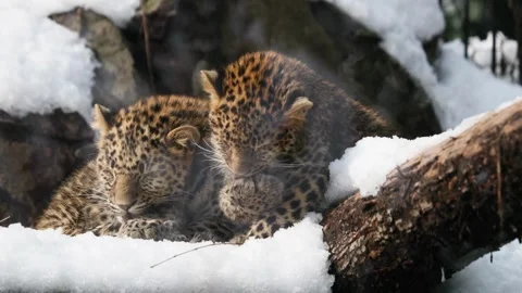 Snow leopard in the middle of winter. 4K Footage Stock Footage 245866839