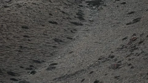Snow Leopard mother and cub Video stock 324960554