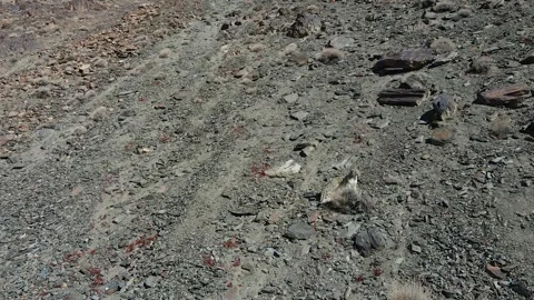 Snow leopard mother and cub drone 4k video Video stock 343898778
