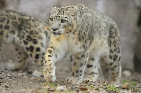 Snow leopard in motion, running through the forest with distinctive fur Stock Photos