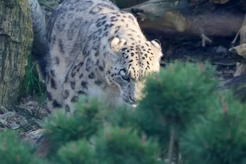 Snow leopard moves stealthily through lush greenery, highlighting its unique  写真素材
