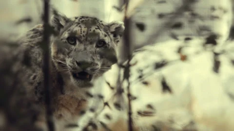 A snow leopard notices a sudden movement Stock Footage 33744011