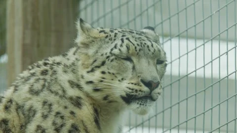 Snow Leopard Observing and Reacting in Captivity Enclosure Vídeos de archivo 315743525
