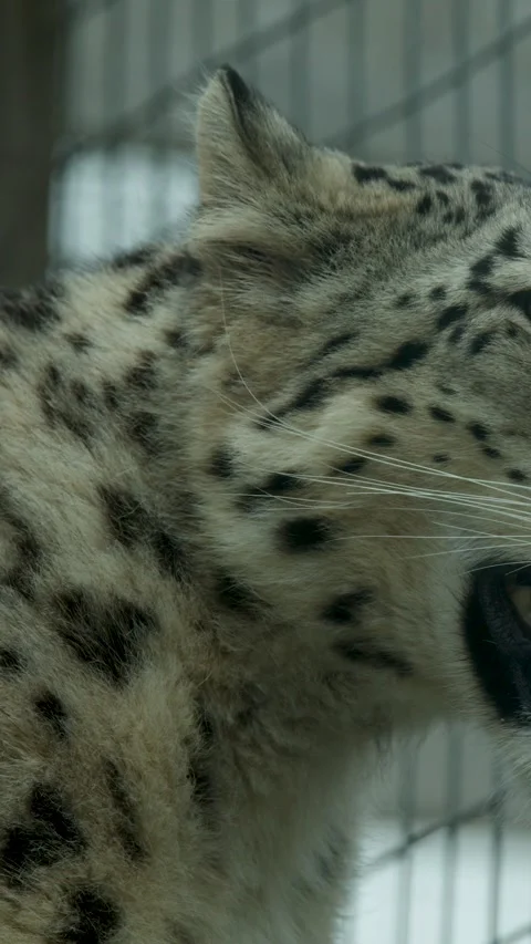 Snow Leopard Pacing Behind Fence in Scottish Highlands Zoo Stock Footage 324688357