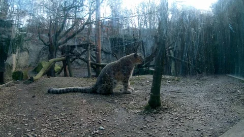 Snow leopard (Panthera uncia) calling for a mate Stock Footage 126859857