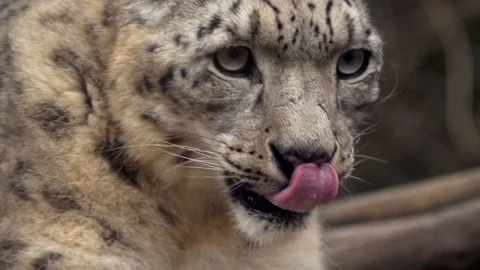 Snow leopard (Panthera uncia) cleaning fur Stock-Footage 87809482
