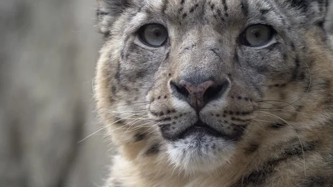 Snow leopard (Panthera uncia) portrait 스톡 동영상 87809686