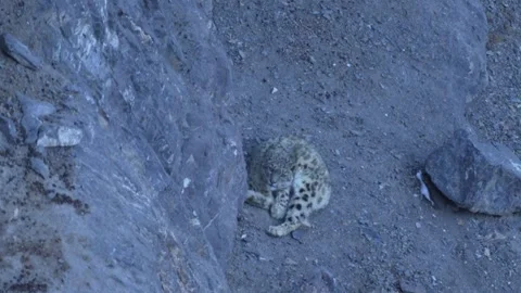 Snow leopard Panthera uncia in the rock habitat, wildlife nature. Snow leopard o Stock Footage 268840469