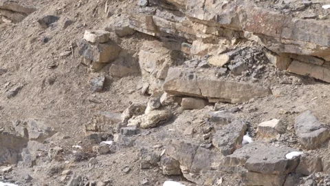 Snow leopard Panthera uncia in the rock habitat, wildlife nature. Snow leopard o Stock Footage 269119994