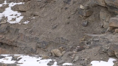 Snow leopard Panthera uncia in the rock habitat, wildlife nature. Snow leopard o Stock Footage 269121483