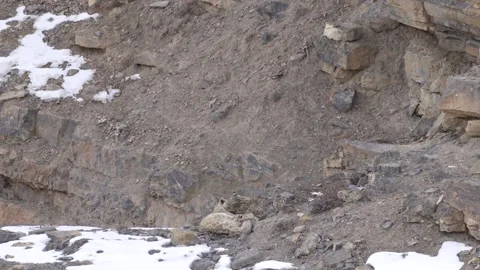 Snow leopard Panthera uncia in the rock habitat, wildlife nature. Snow leopard o Stock Footage 269122073