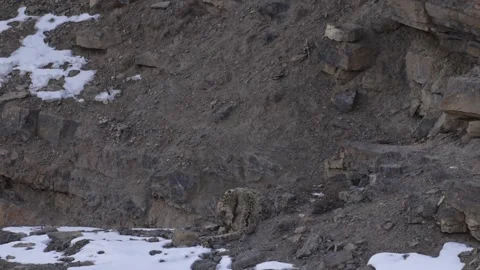 Snow leopard Panthera uncia in the rock habitat, wildlife nature. Snow leopard o Stock Footage 269122828