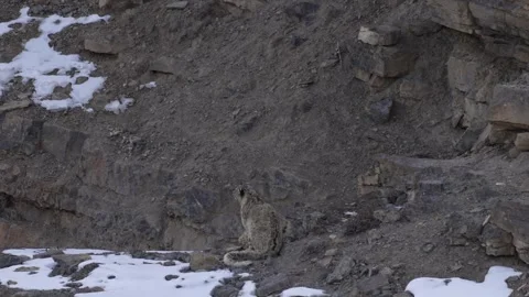 Snow leopard Panthera uncia in the rock habitat, wildlife nature. Snow leopard o Stock Footage 269123088