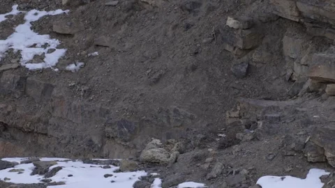 Snow leopard Panthera uncia in the rock habitat, wildlife nature. Snow leopard o Stock Footage 269123145