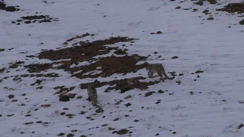 Snow leopard Panthera uncia in the rock habitat, wildlife nature. Snow leopard o Stock Footage 269123571