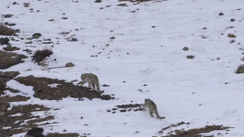 Snow leopard Panthera uncia in the rock habitat, wildlife nature. Snow leopard o Stock Footage 269123705