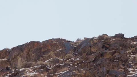Snow leopard Panthera uncia is in the rock habitat and is wildlife in Stock Footage 281564878