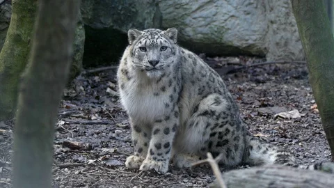 Snow leopard (Panthera uncia) sensing danger Stock Footage 126145495