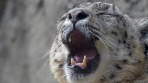 Snow leopard (Panthera uncia) yawning Vídeos de archivo 87809853