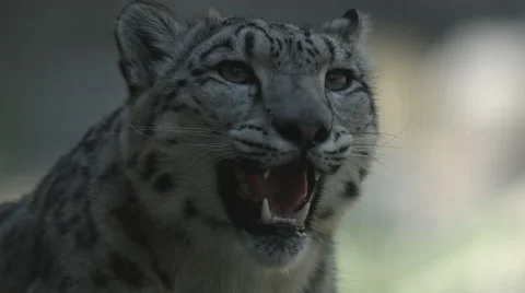 Snow Leopard panting Stock Footage 53216053