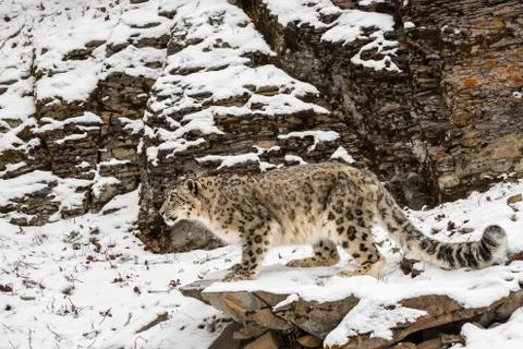 Snow Leopard Perched on a Ledge in the Snow Stock Photos