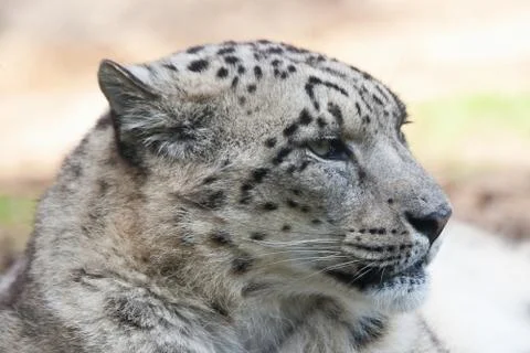 Snow leopard Stock Photos