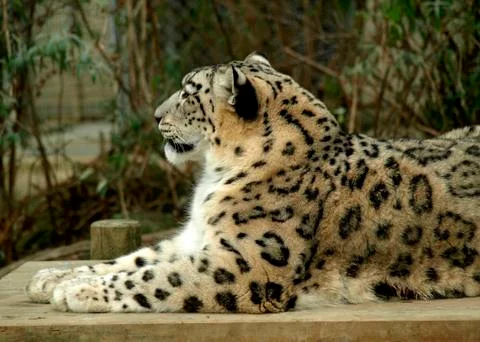 Snow leopard Foto stock