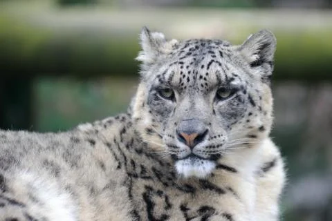 Snow leopard Stock Photos
