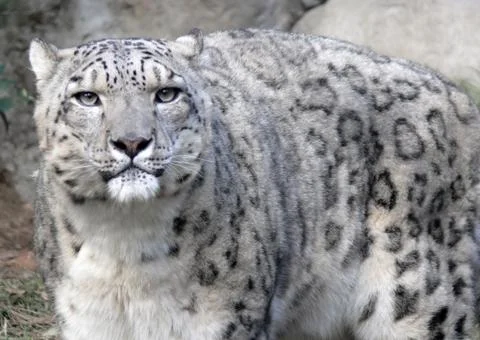 Snow leopard Stock Photos