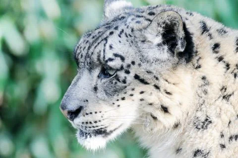 Snow leopard Stock Photos