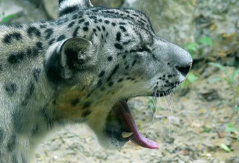Snow leopard. Stock Photos