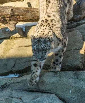 Snow leopard Stock Photos