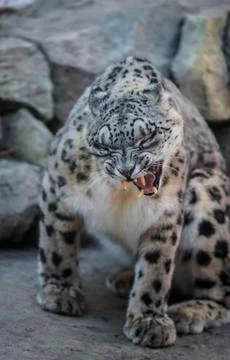 Snow leopard Stock Photos