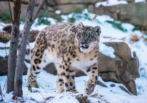 Snow leopard Stock Photos
