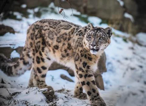Snow leopard Stock Photos