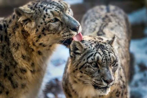 Snow leopard Stock Photos