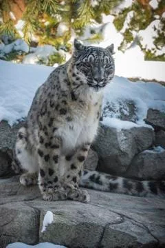 Snow leopard Stock Photos