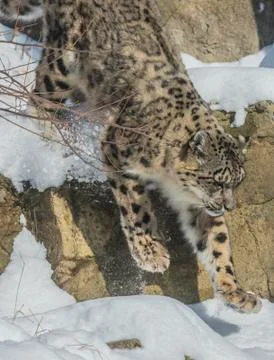 Snow leopard Stock Photos