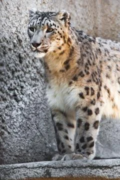 Snow Leopard Stock Photos