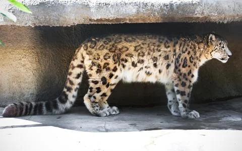 Snow Leopard Stock Photos