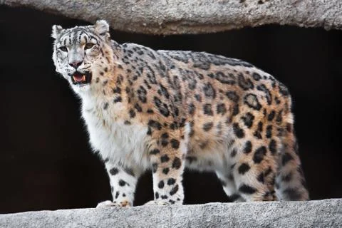Snow Leopard Stock Photos