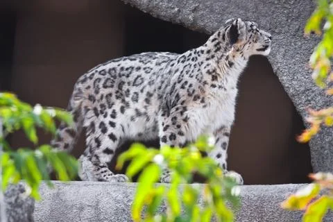 Snow Leopard Stock Photos