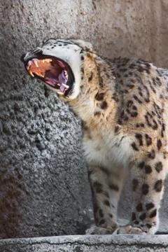 Snow Leopard Stock Photos