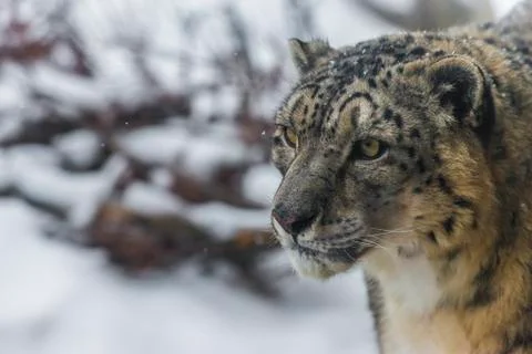 Snow leopard Stock Photos
