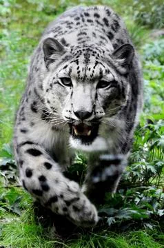 Snow leopard Stock Photos