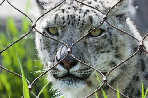 Snow leopard Stock Photos