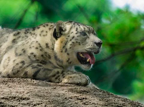 Snow leopard Stock Photos