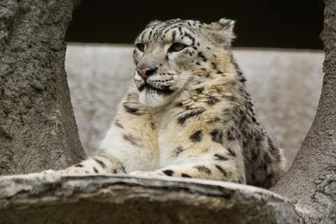 Snow leopard Stock Photos