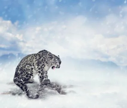 Snow Leopard Stock Photos
